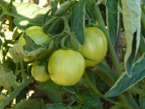 lh_farm_tomato